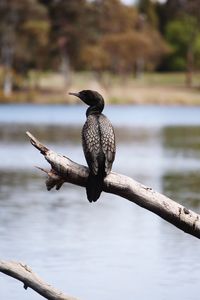 Bird perching on a lake