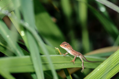 Lizard on a leaf