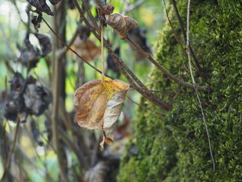 Close-up of dry leaves on branch