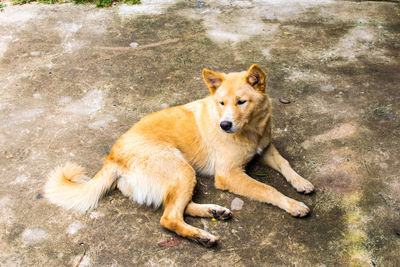 High angle portrait of dog lying outdoors