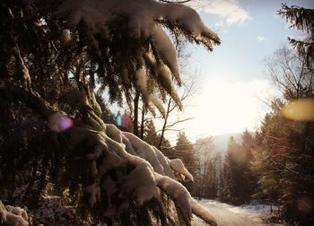 Low angle view of trees against sky during winter