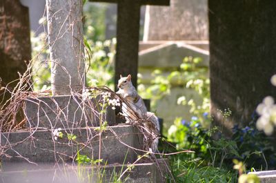 Squirrel in graveyard