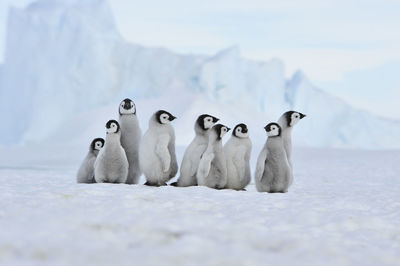 View of birds on snow covered landscape