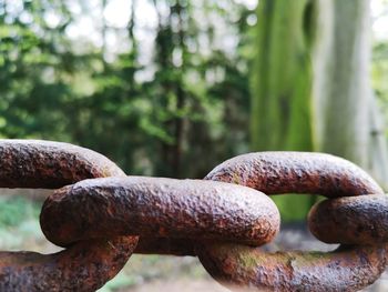 Close-up of rusty metal on tree