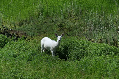 Sheep grazing on grassy field