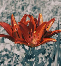Close-up of orange lily blooming outdoors
