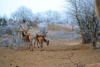 Horses standing on field against bare trees