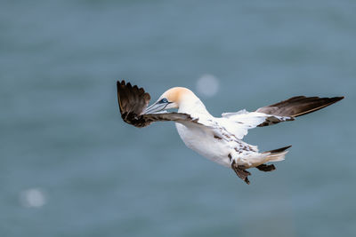 Seagulls flying over sea