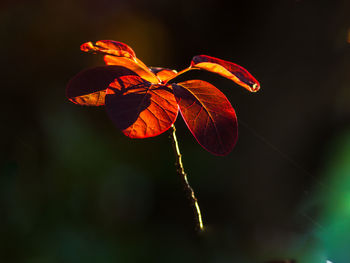 Close-up of red rose flower