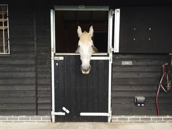 Portrait of a horse in stable