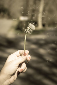 Close-up of hand holding dandelion 