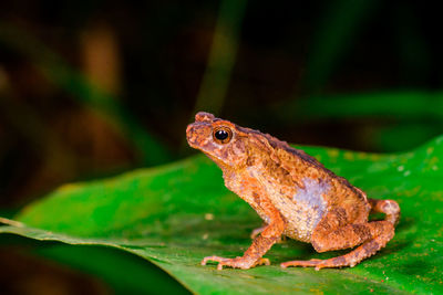 Close-up of a lizard on leaf