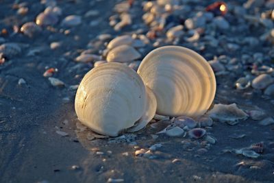 Close-up of seashell on beach