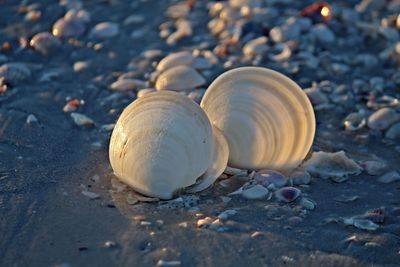 Close-up of seashell on beach