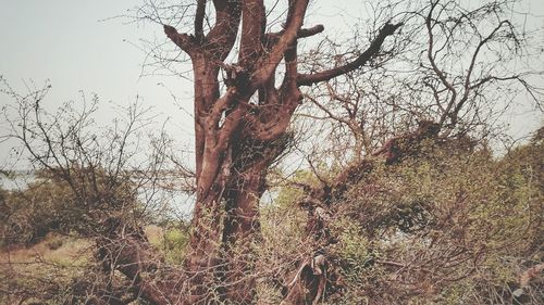 Bare tree against clear sky