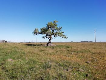 Tree on field against clear sky