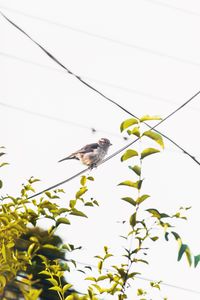 Low angle view of bird perching on branch