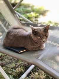 Close-up of a cat looking away