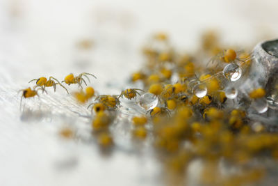 Close-up of snow on table