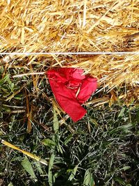 High angle view of red flower on field