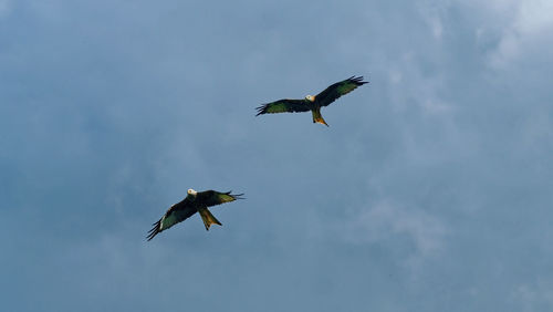 Low angle view of birds flying in sky