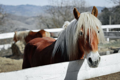 Horse Mammal