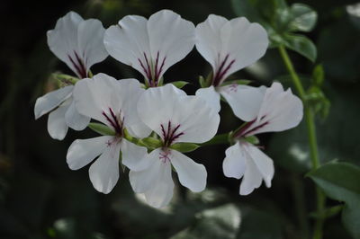 Close-up of white flowers growing outdoors