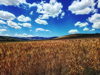 Scenic view of field against blue sky