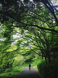 People walking in forest