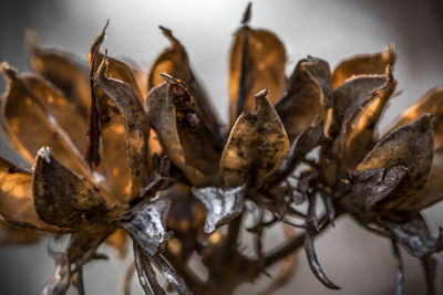 Close-up of dried leaf on plant