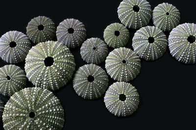 Close-up of fruits against black background