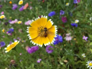 Close-up of bee on crocus flower