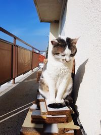 Cat sitting on the balcony