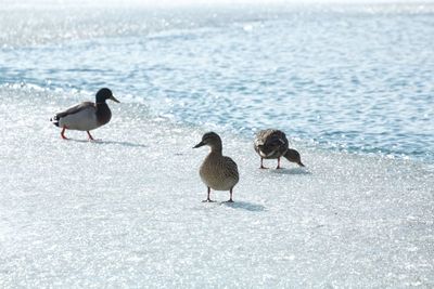 Ducks on beach