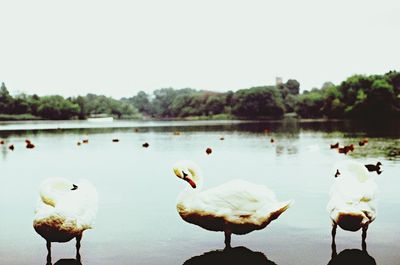 Swans swimming in lake against clear sky