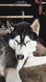 Portrait of dog relaxing on floor