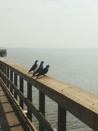 Bird perching on railing by sea against clear sky