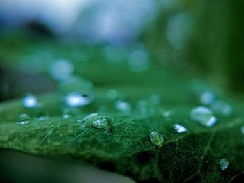 Close-up of raindrops on leaves