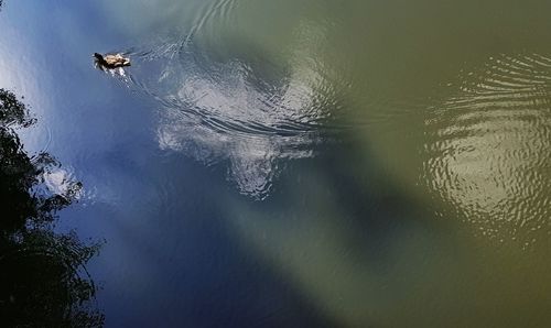 View of birds in lake