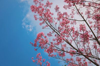 Low angle view of cherry blossoms against sky