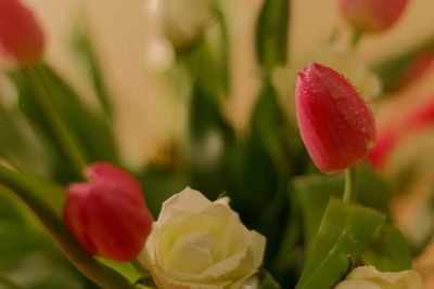 Close-up of red flowers