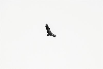 Low angle view of birds flying in sky