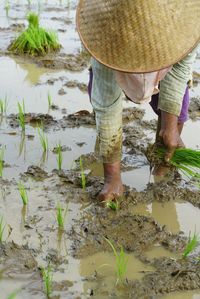 Farmer working on rice paddy