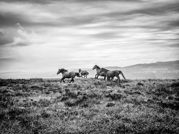 Horses running on field against sky