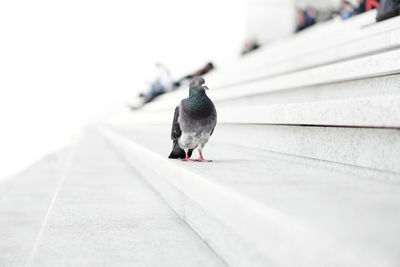 Close-up of bird perching on retaining wall