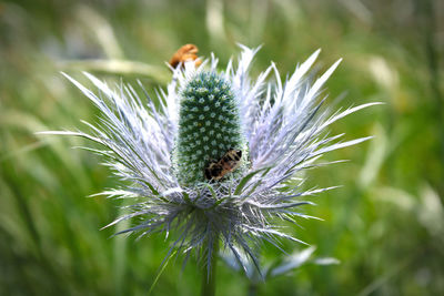 The story of the thistle and the bee