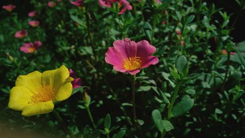 Close-up of pink flowers growing in garden