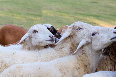 Cows relaxing on field