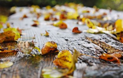 Close-up of fallen autumn leaves