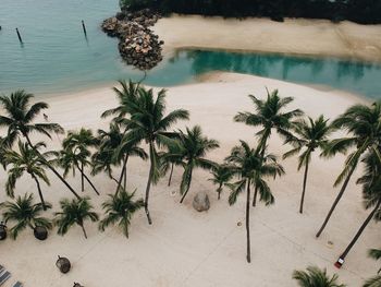 High angle view of palm trees by swimming pool